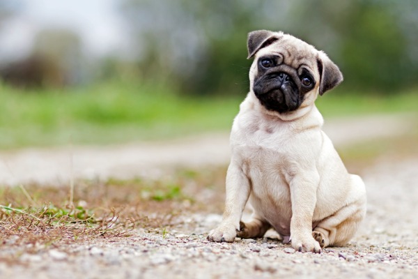 The Pug Predicament: Ethical Decision-Making in an Online Marketplace